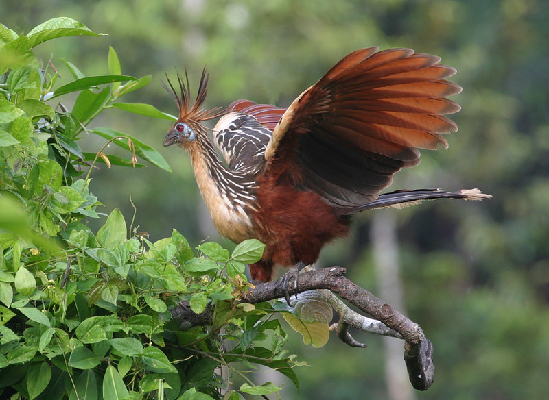 hoatzin scientific name