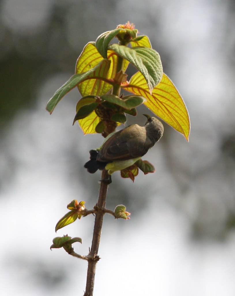 Sunbird looking for Nectar