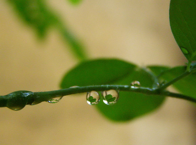 'Leaves' in Droplets