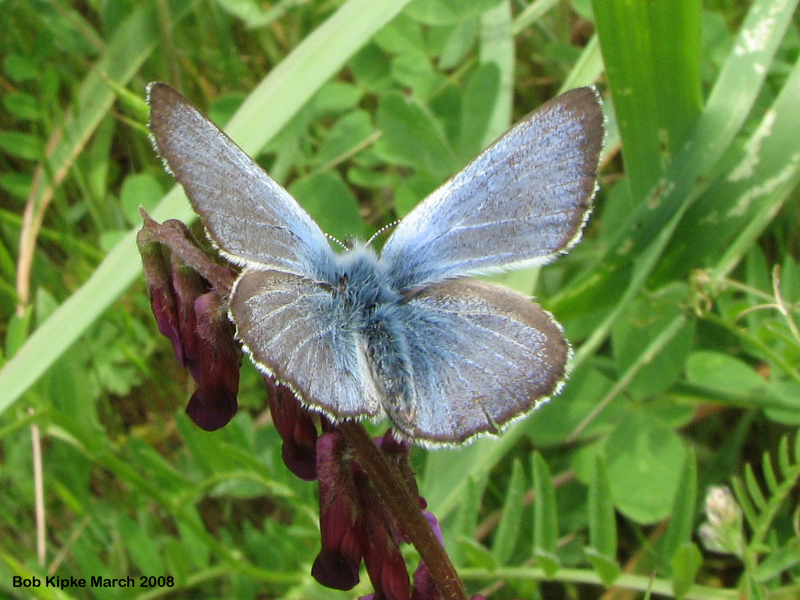 Mission Blue Butterfly - male