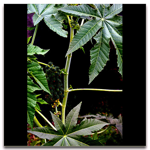 castor oil plant ~ ricinus communis | Castor oil plant (Rici… | Flickr