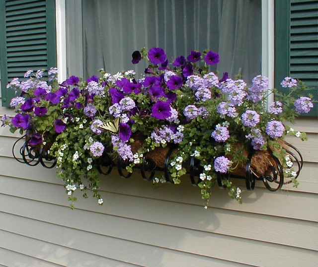 stephenc01-WindowBoxes | Window Box picture for the 2007 Anu… | Flickr