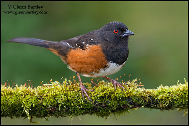Spotted Towhee - 13