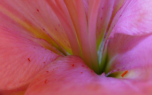 coeur de fleur | sabrine | Flickr