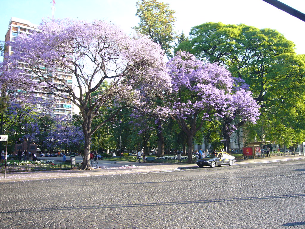 Jacaranda - Buenos Aires