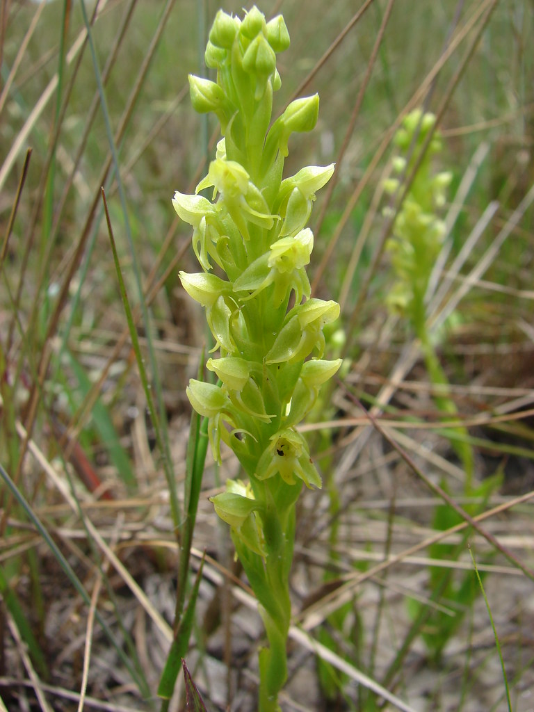 Habenaria sp - in situ | Orquidea terrestre. Local: Carranca… | Flickr