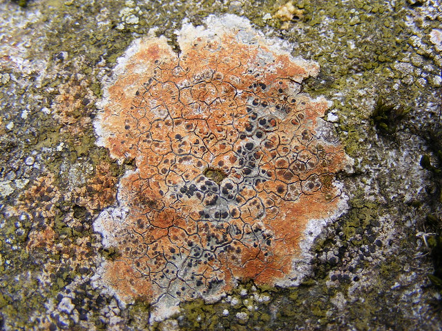 Orange lichen (Tremolecia sp)