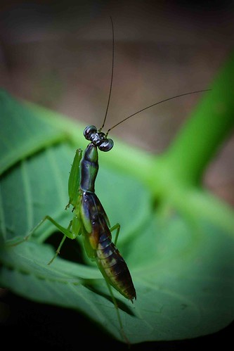 Mentadak Mentadu Flying Mantis Yon Photography Flickr