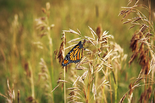 monarch on the tall grass. by < brian >