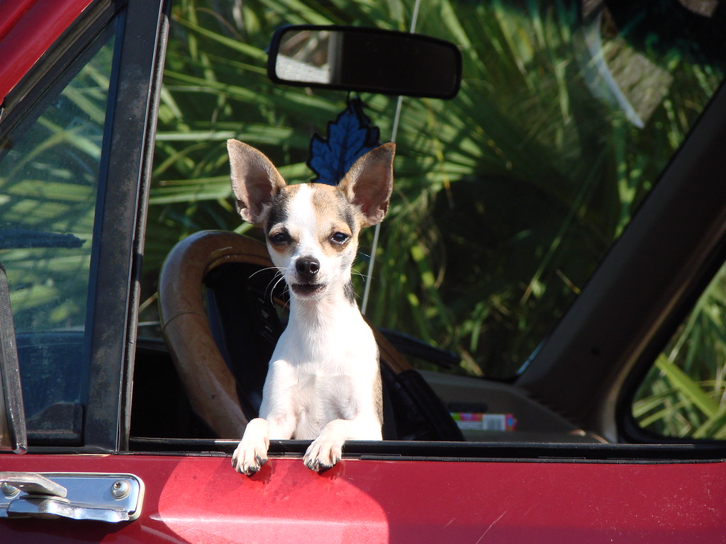 Chihuahua Sitting in a Red Truck