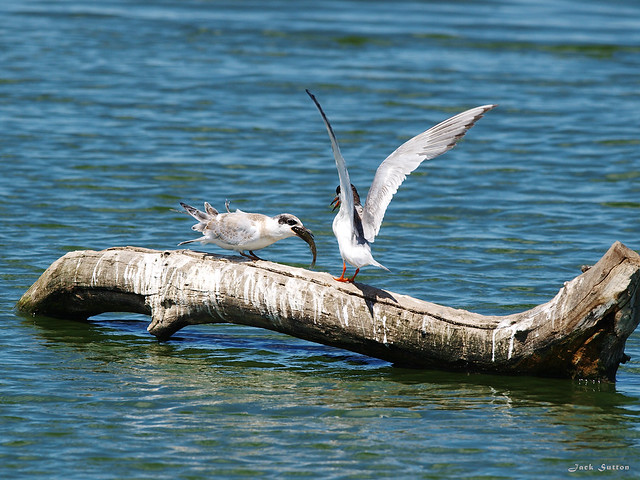 Forsters Tern feeding Juvenile
