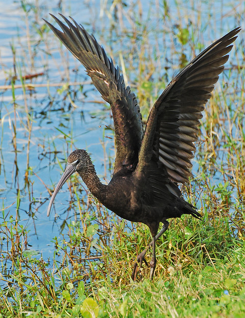 glossy ibis wings stretched 2