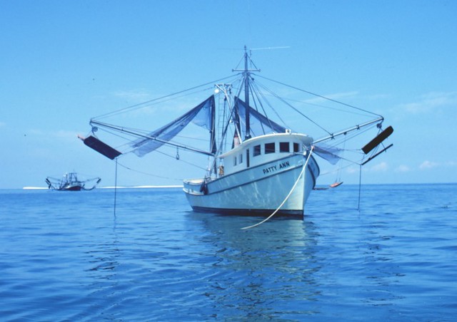 Double-Rigged Shrimp Trawler (Photo), Typical double-rigged…
