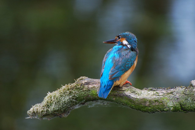 Kingfisher (Alcedo atthis)