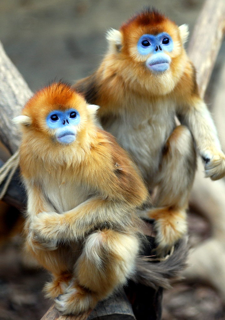 Golden monkey | Golden monkey @  | IN CHERL KIM | Flickr