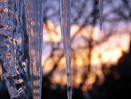 trees winter sun cold ice water sunrise three colorful icicle melt