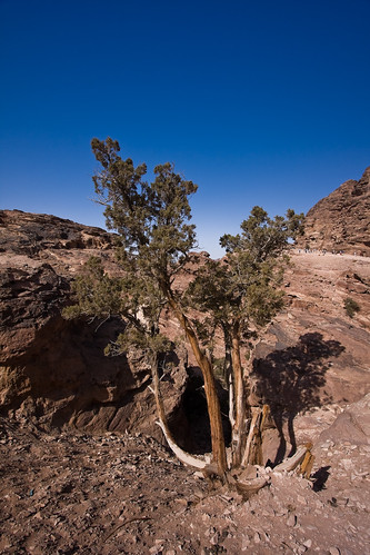tree of Petra II by mouzhik