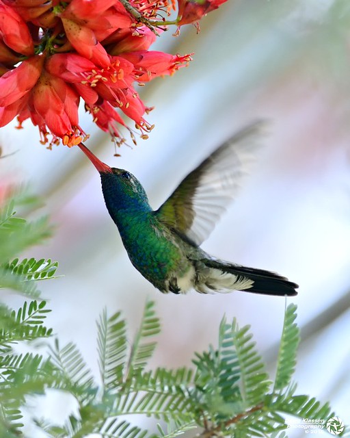 male Broad-billed Hummingbird