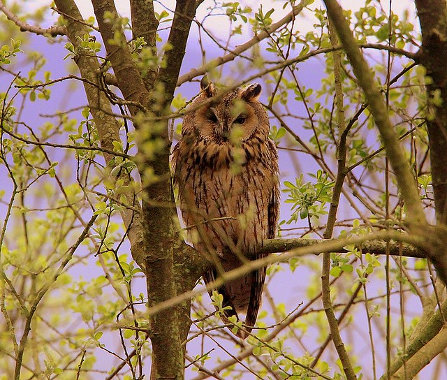 Long-Eared Owl Roosting in Willows.