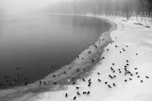 colvert bernache canard duck brume fog landscape canon 80d