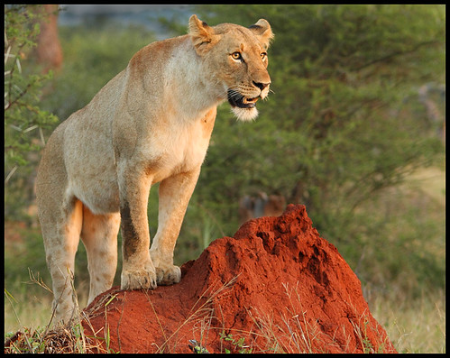 ALERT LIONESS | by Cliffy Els