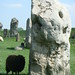 Black Sheep and the singing stones (Avebury)