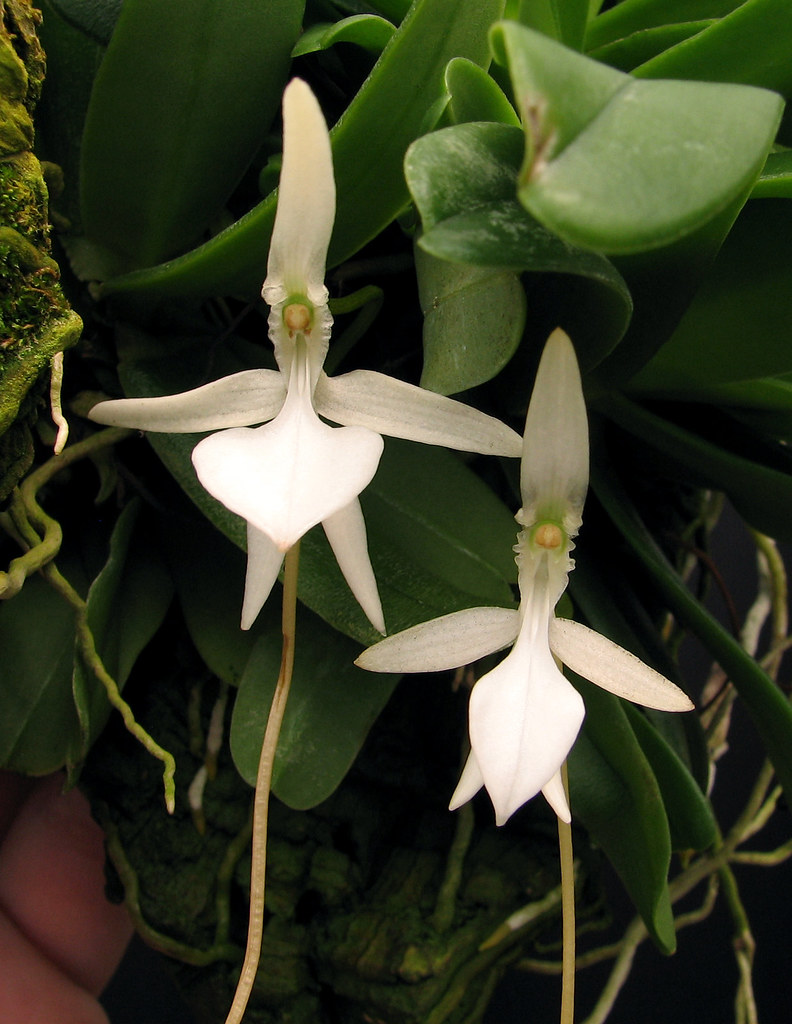 Jumellea pandurata vs. densefoliata | These species are cons… | Flickr