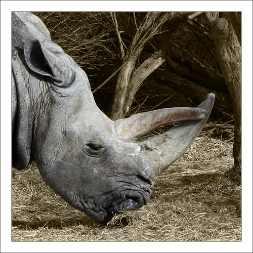 Rinoceront blanc (Ceratotherium simum) by Miquel Bohigas