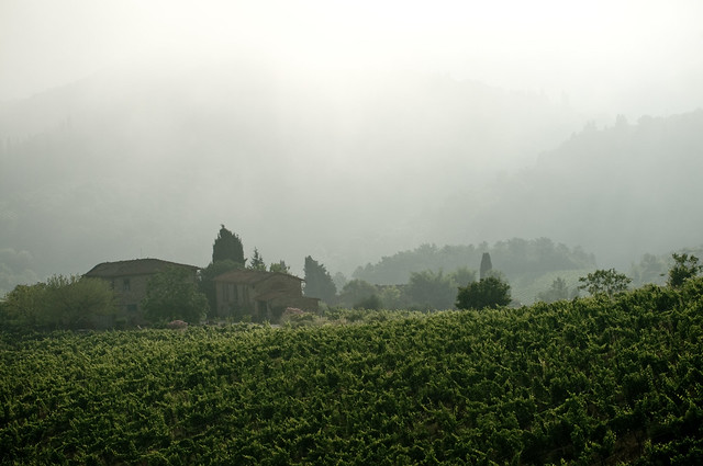 Tuscan morning fog XI