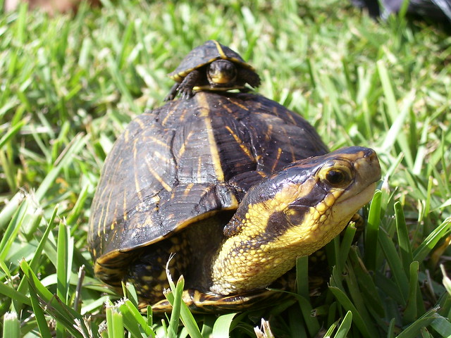 Hitching a ride on Mom Florida Box turtles