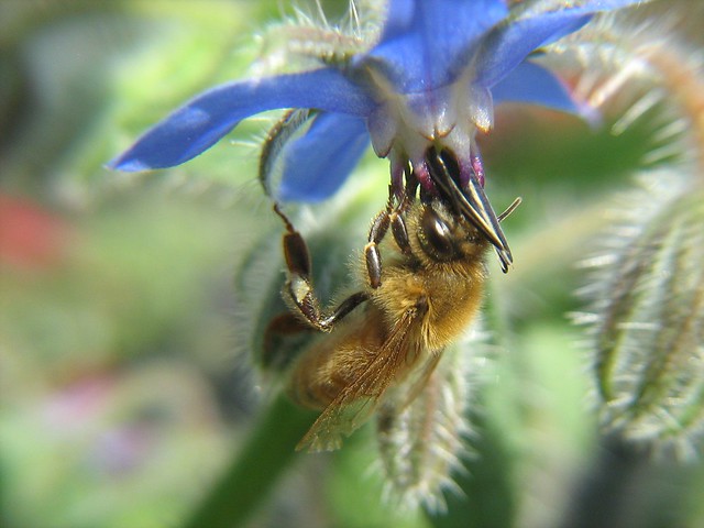 Borage provides a rich source of nectar for honey bees
