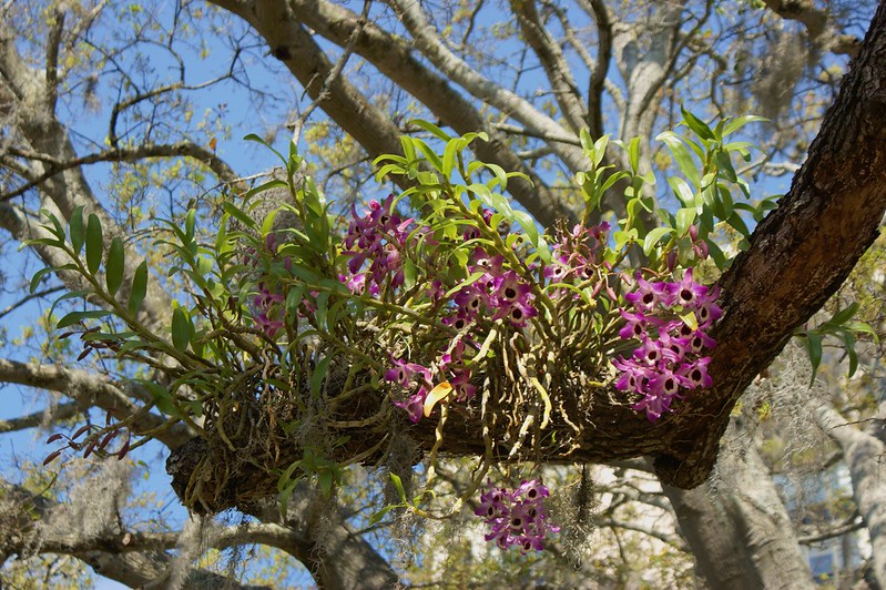 Dendrobium orchids in tree (2)