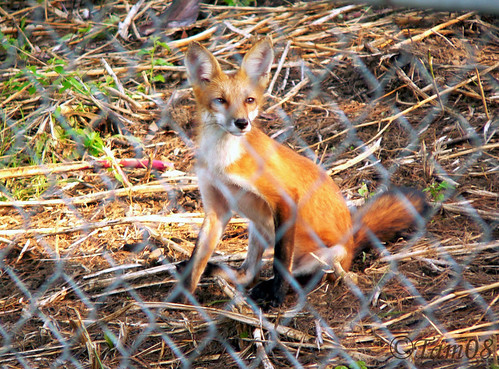 the fox next door by jasperroz
