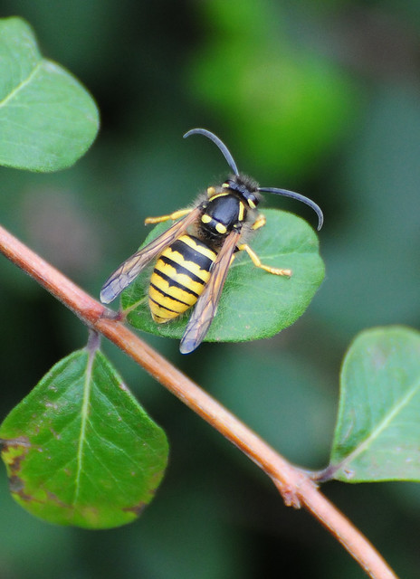 Common Wasp (Vespula vulgaris) on Cotoneaster leaf