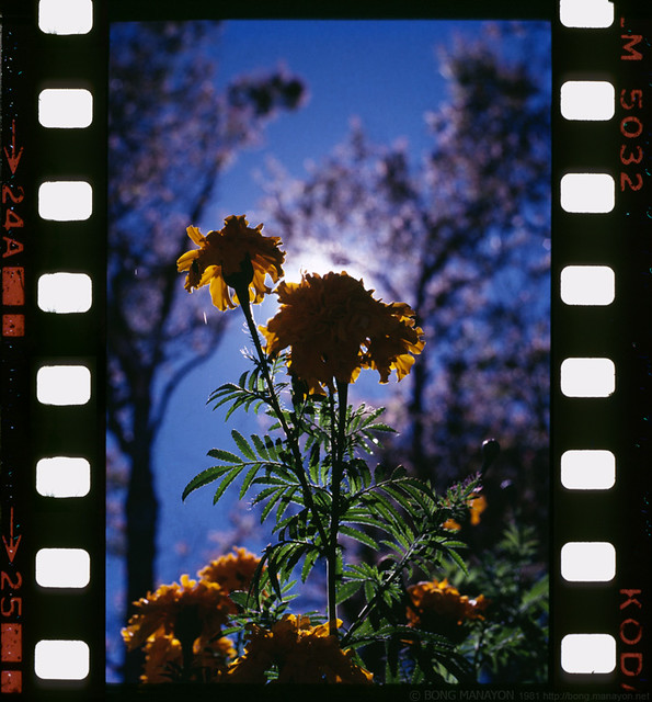 The Sun Flower (Goodbye Kodachrome)