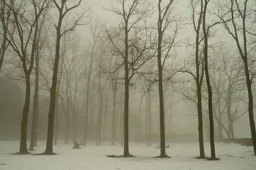 winter snow tree fog forest