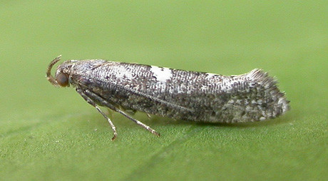 473 Acrolepiopsis assectella