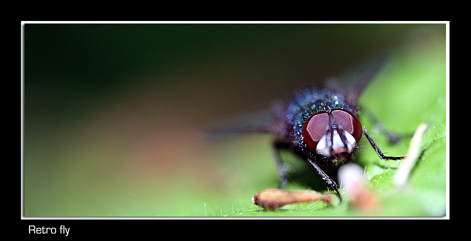 Fly Pic Retro fly | I honestly thing the flies in, Paxton pits, have… | Flickr