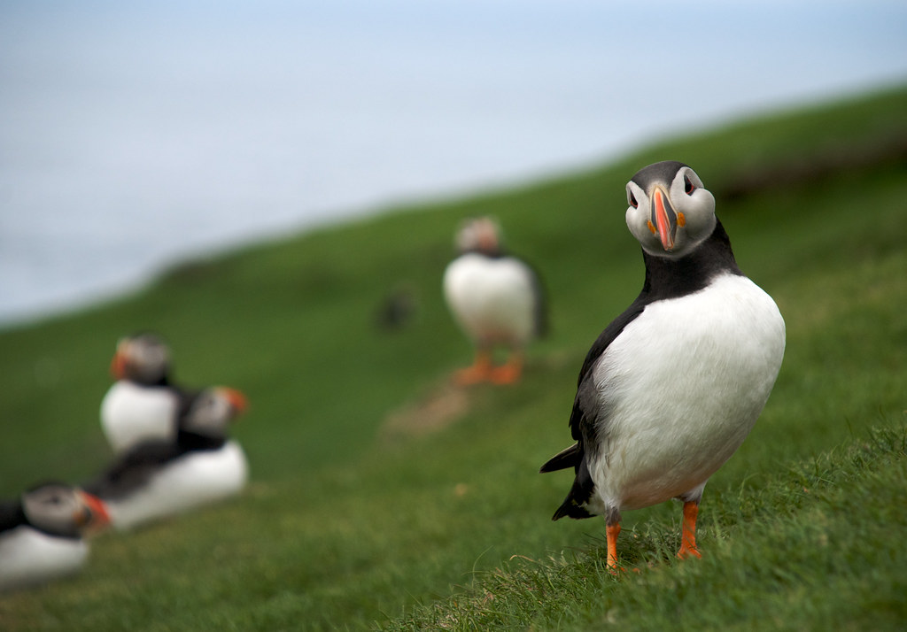 Interested Puffin