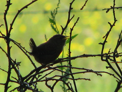 Wren silhouette | by Deeryme
