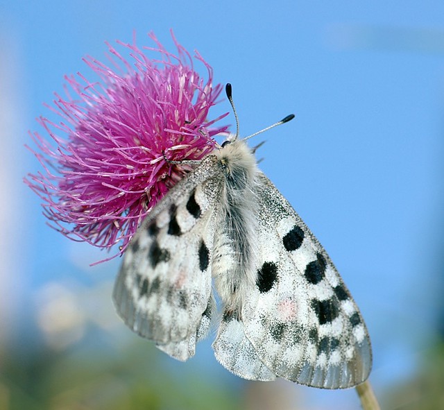 d0804103 | Apollofalter (Parnassius apollo) auf Alpen-Distel (Carduus defloratus). Salzkammergut, 06.07.2008