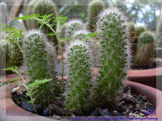 Cactus22