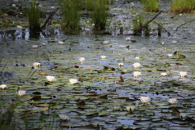 It's Pond Lily season in CT!
