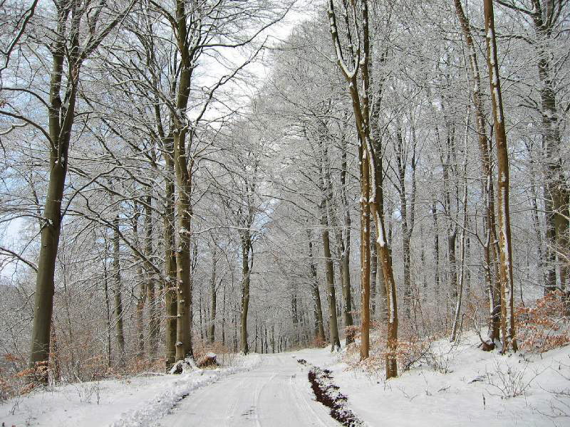 Winter in the beech wood