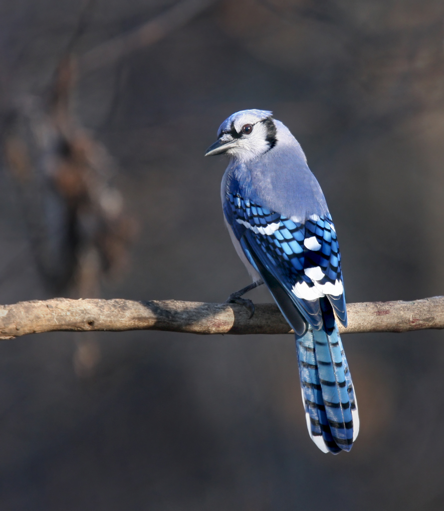 Early Winter Blue Jay III by The Nature Nook