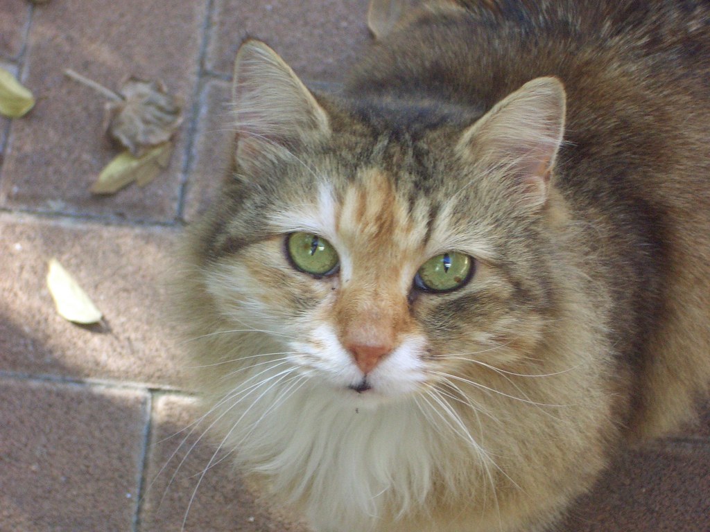 Somebody Else's Cat