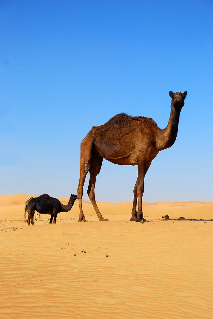 sky, al, sand, nikon, dubai, camel, abu, dhabi, camels, ain, d80.