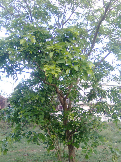 Ganuga Chettu - Kanuga Tree