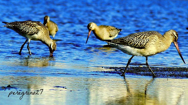 Fuselo (Limosa lapponica) Bar-Tailed Godwit