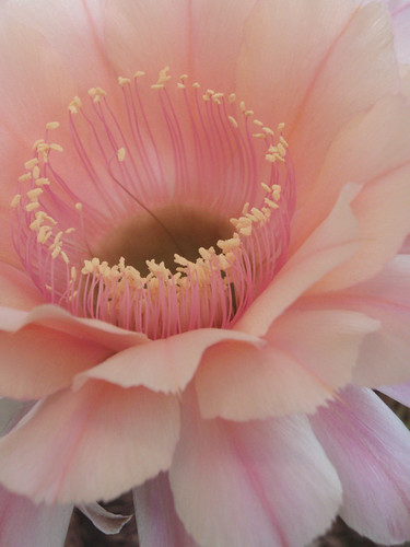 Echinopsis x "Keepsake" | by cony_express